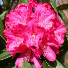 Rododendro rosa 'Fenbeyum'